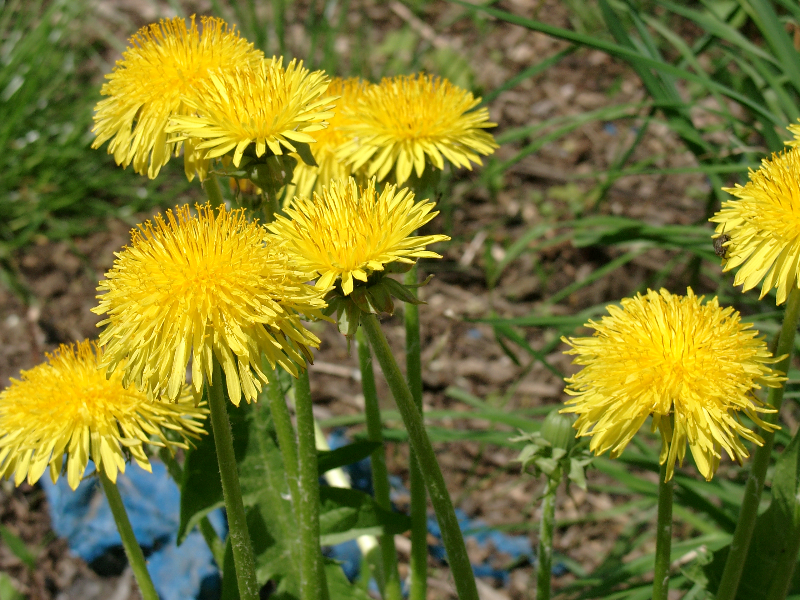 Frühling auf den Fildern