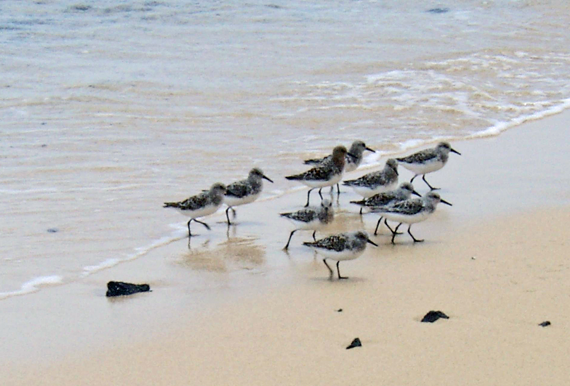 Sanderlinge auf Fuerteventura
